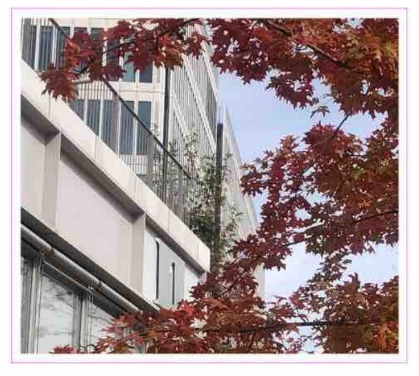 建筑旁的秋日落叶