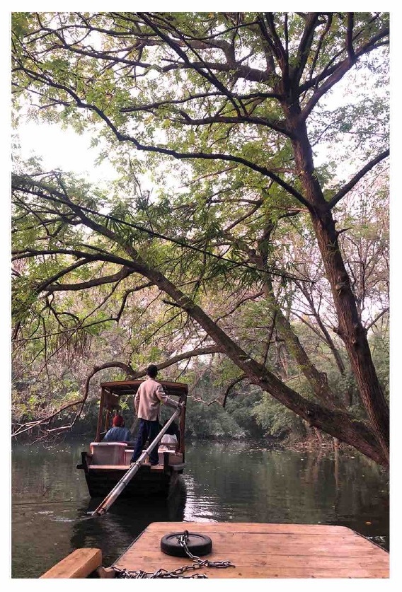 杭州林间景色